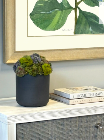 Vibrant Sedum Composition in Grey Planter