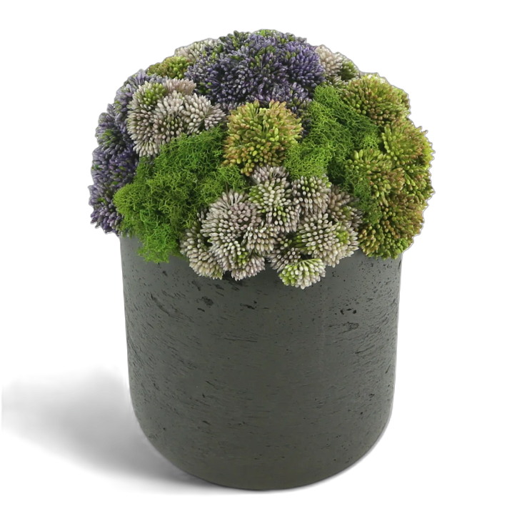 Vibrant Sedum Composition in Grey Planter